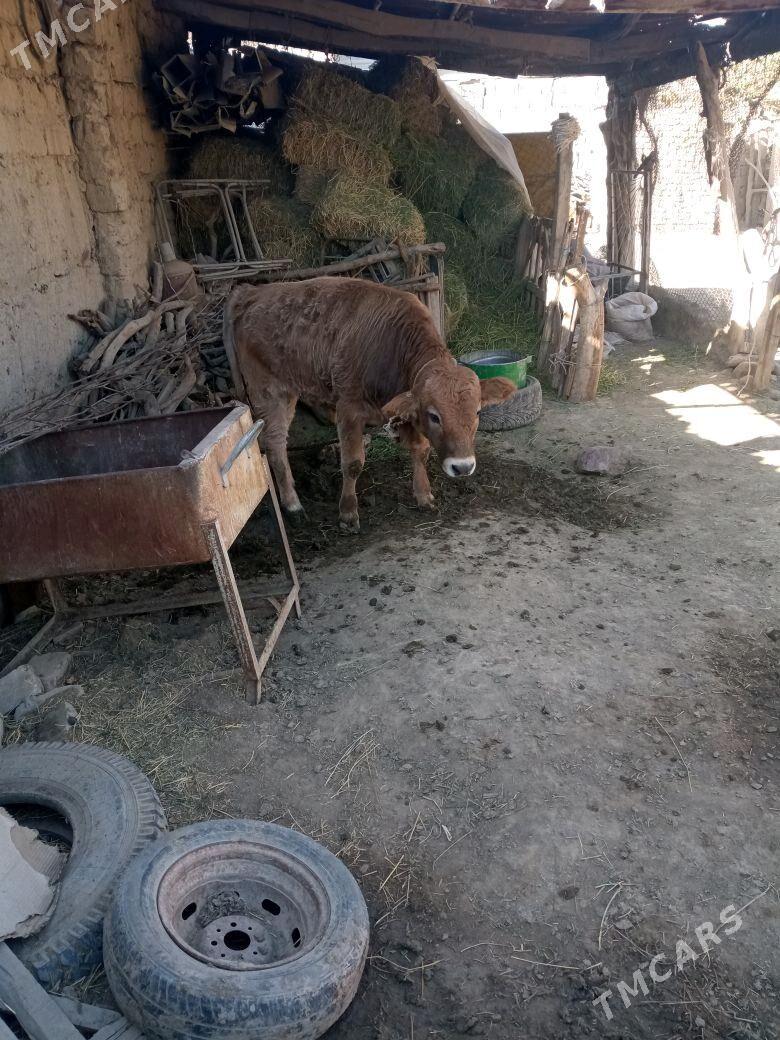 okuz - Änew - img 4