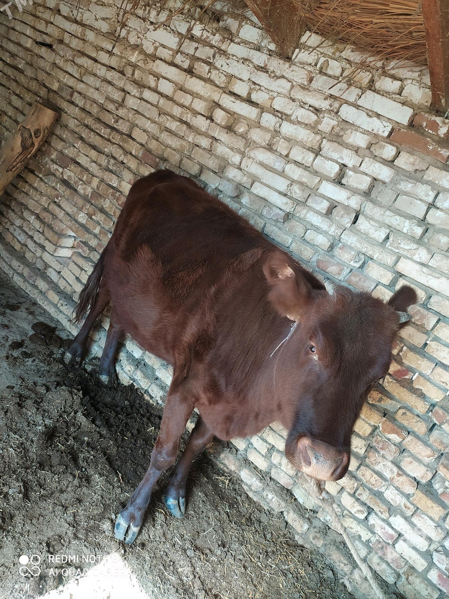 Gulajyn - Baýramaly - img 3