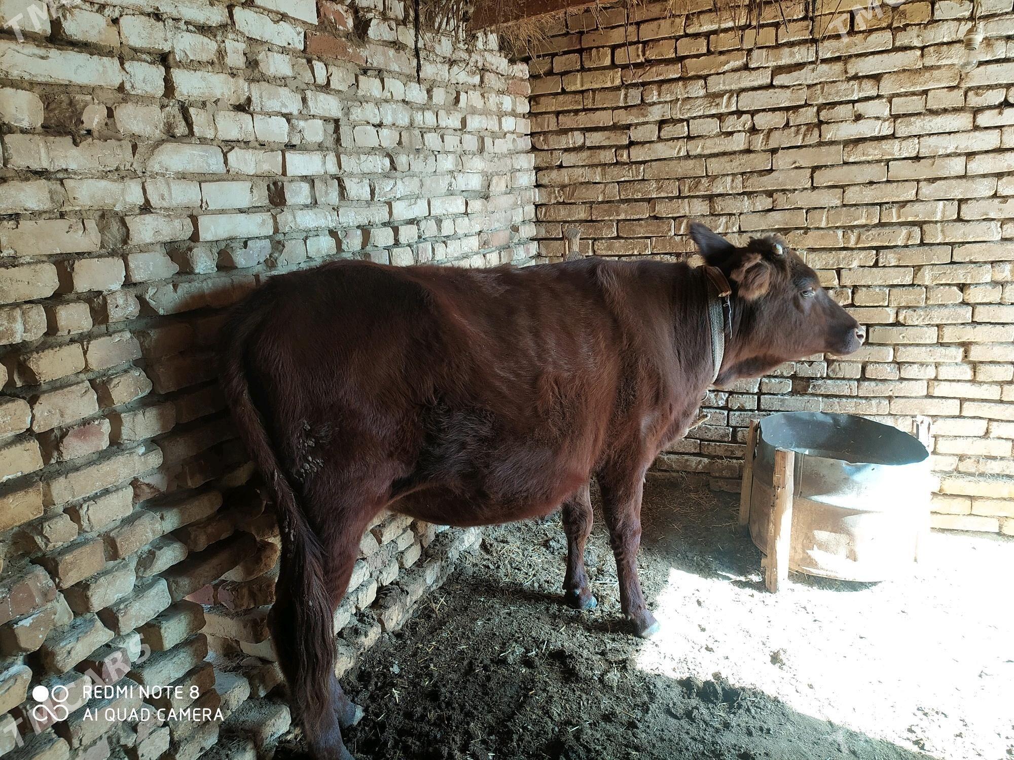 Gulajyn - Baýramaly - img 1