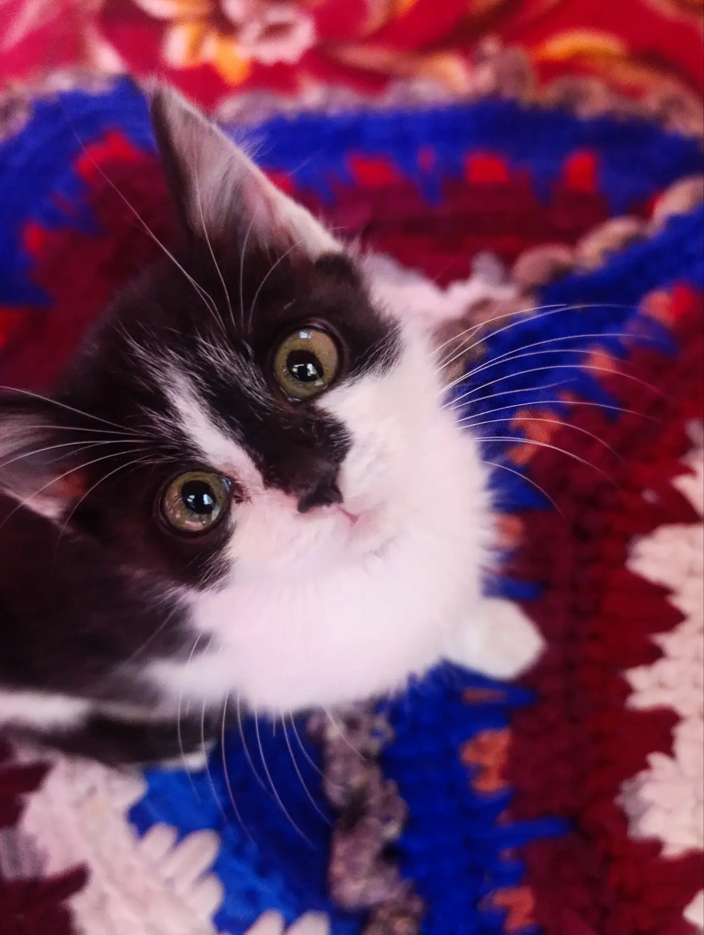 котята - Daşoguz - img 3