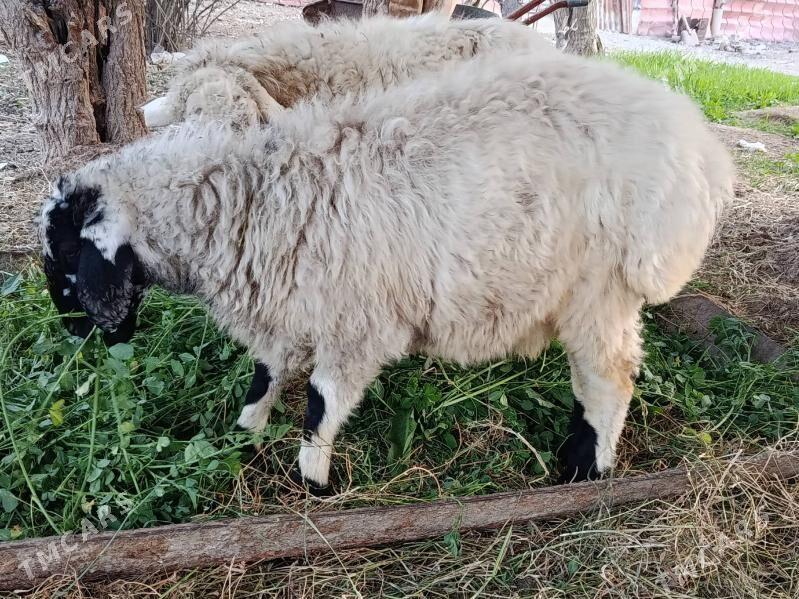 Tokly - Гёкдепе - img 2