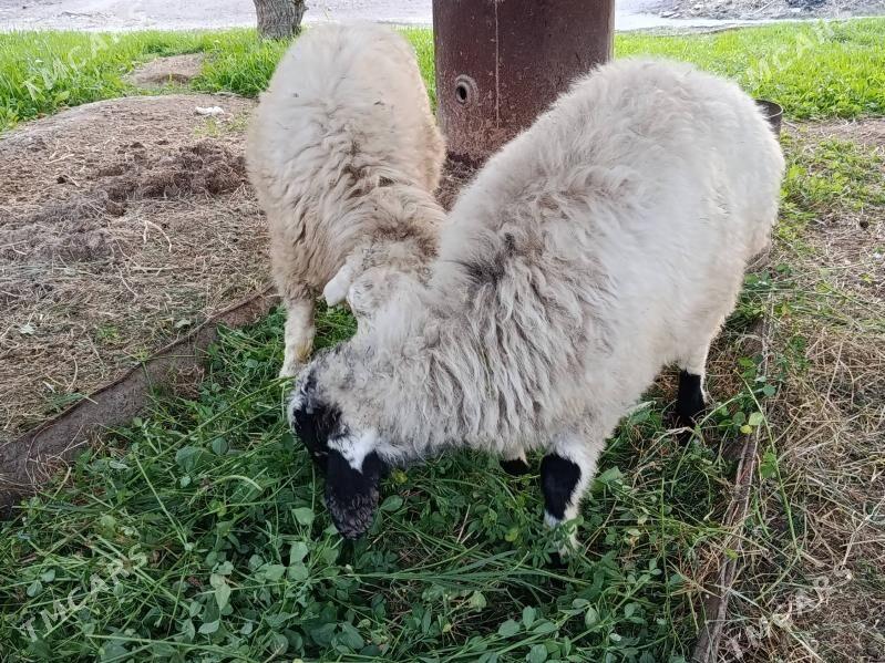 Tokly - Гёкдепе - img 3