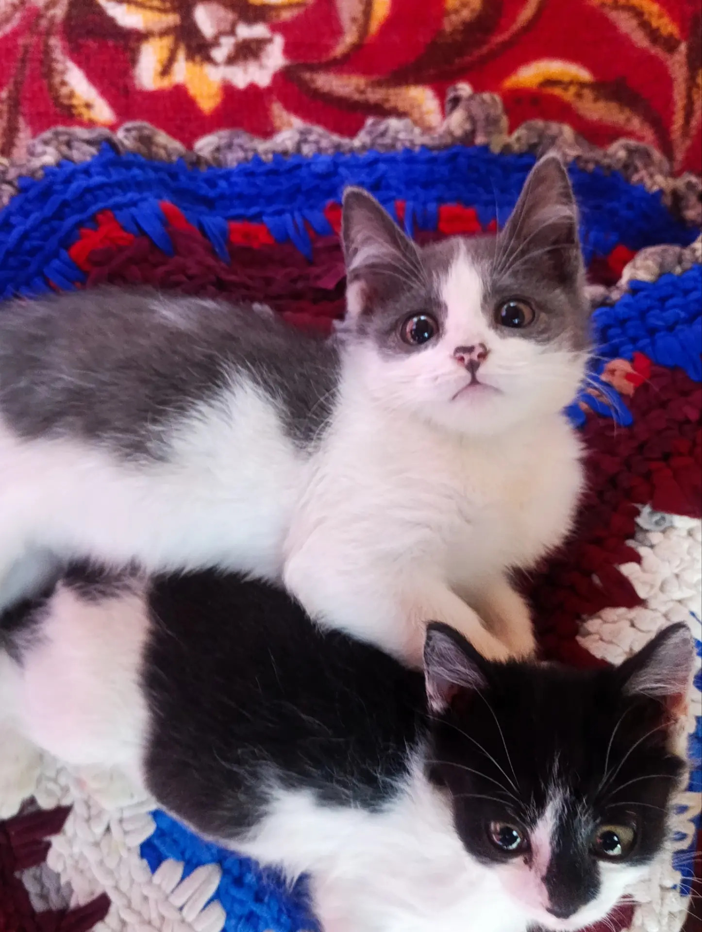 котята - Daşoguz - img 6