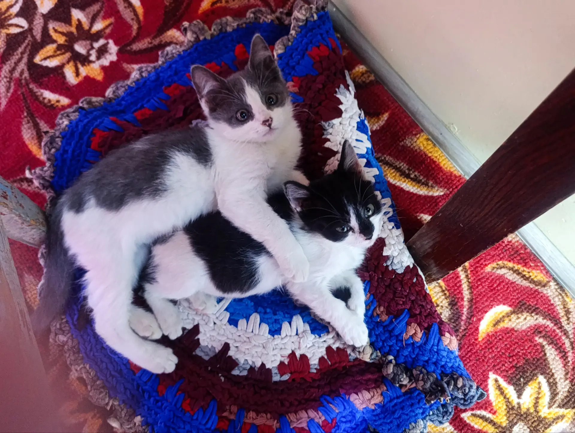 котята - Daşoguz - img 4