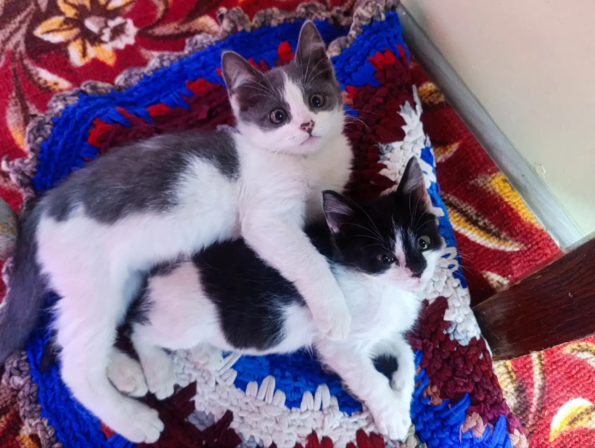 котята - Daşoguz - img 5