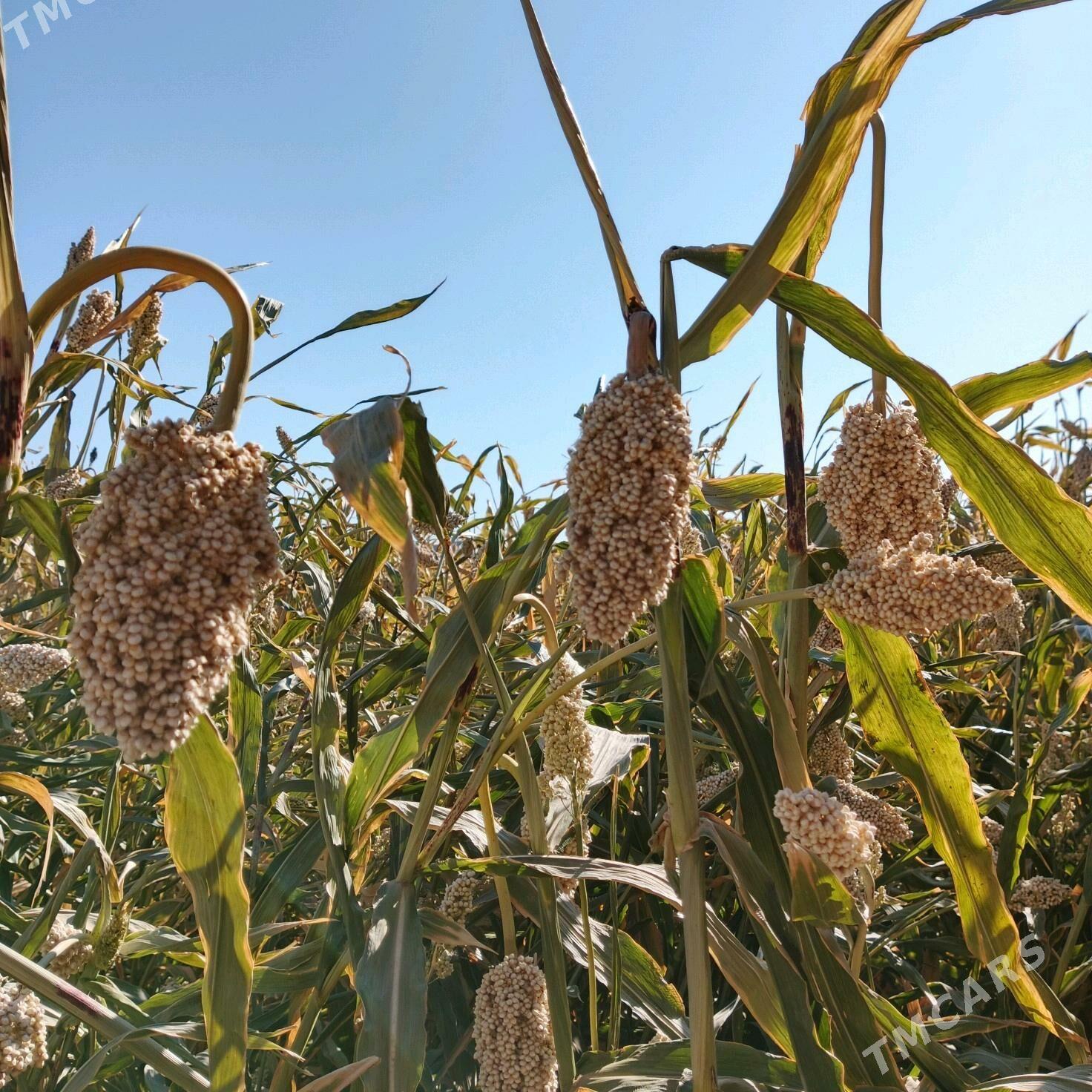 jowen oty - Гороглы (Тагта) - img 3