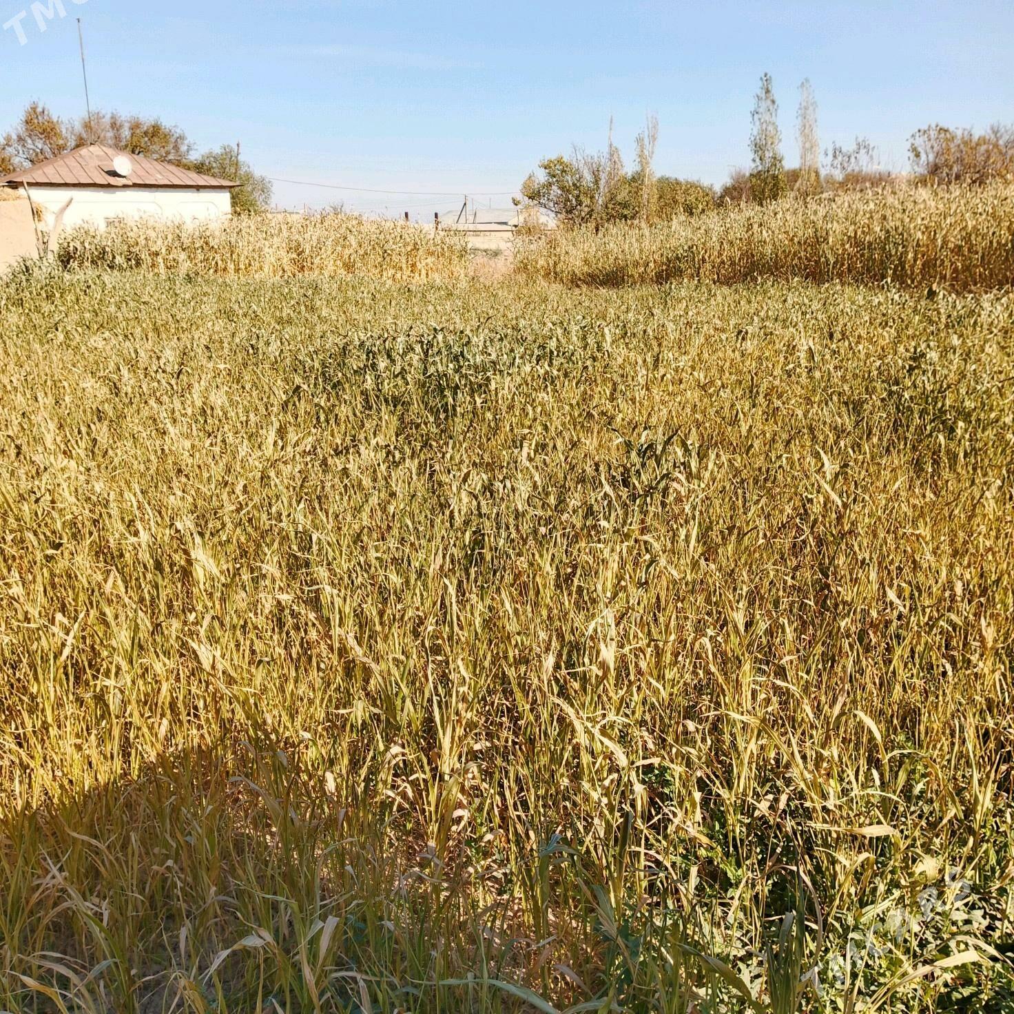 jowen oty - Гороглы (Тагта) - img 2