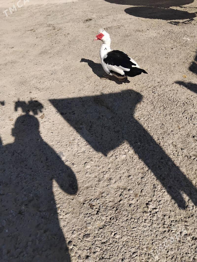 ordek indawutka - Gökdepe - img 2