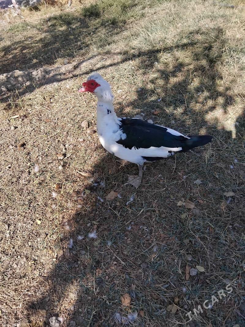 ordek indawutka - Gökdepe - img 1