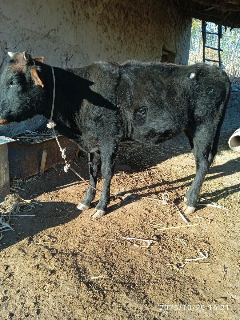 semiz gacar - Köneürgenç - img 2