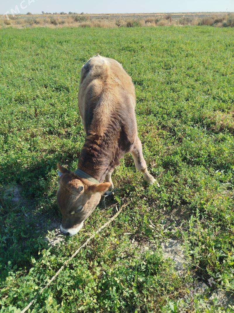 okuz - Bäherden - img 2