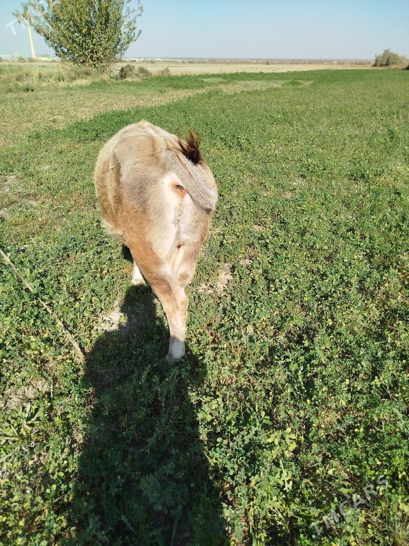 okuz - Bäherden - img 3