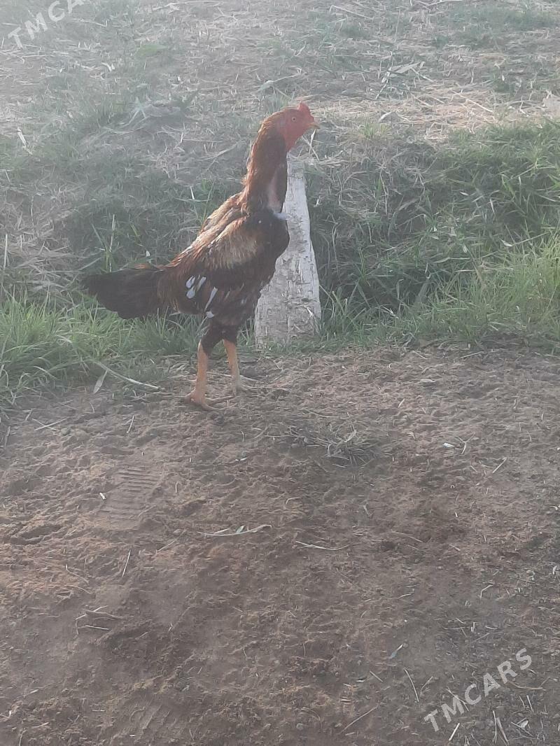 horoz - Мары - img 2