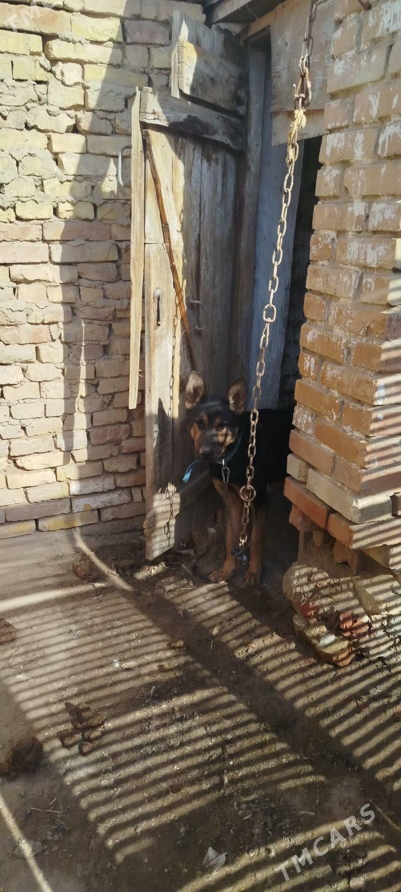 awcarka it komekawcarka köpek - Baýramaly - img 2