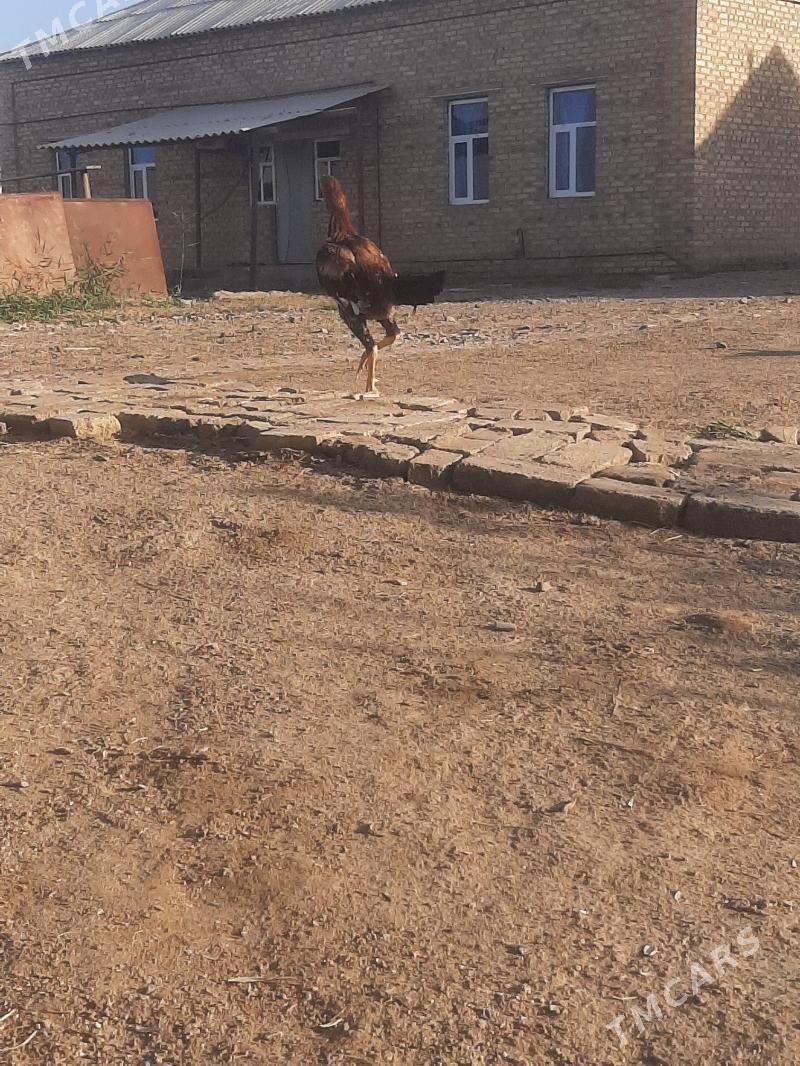 horoz - Мары - img 1