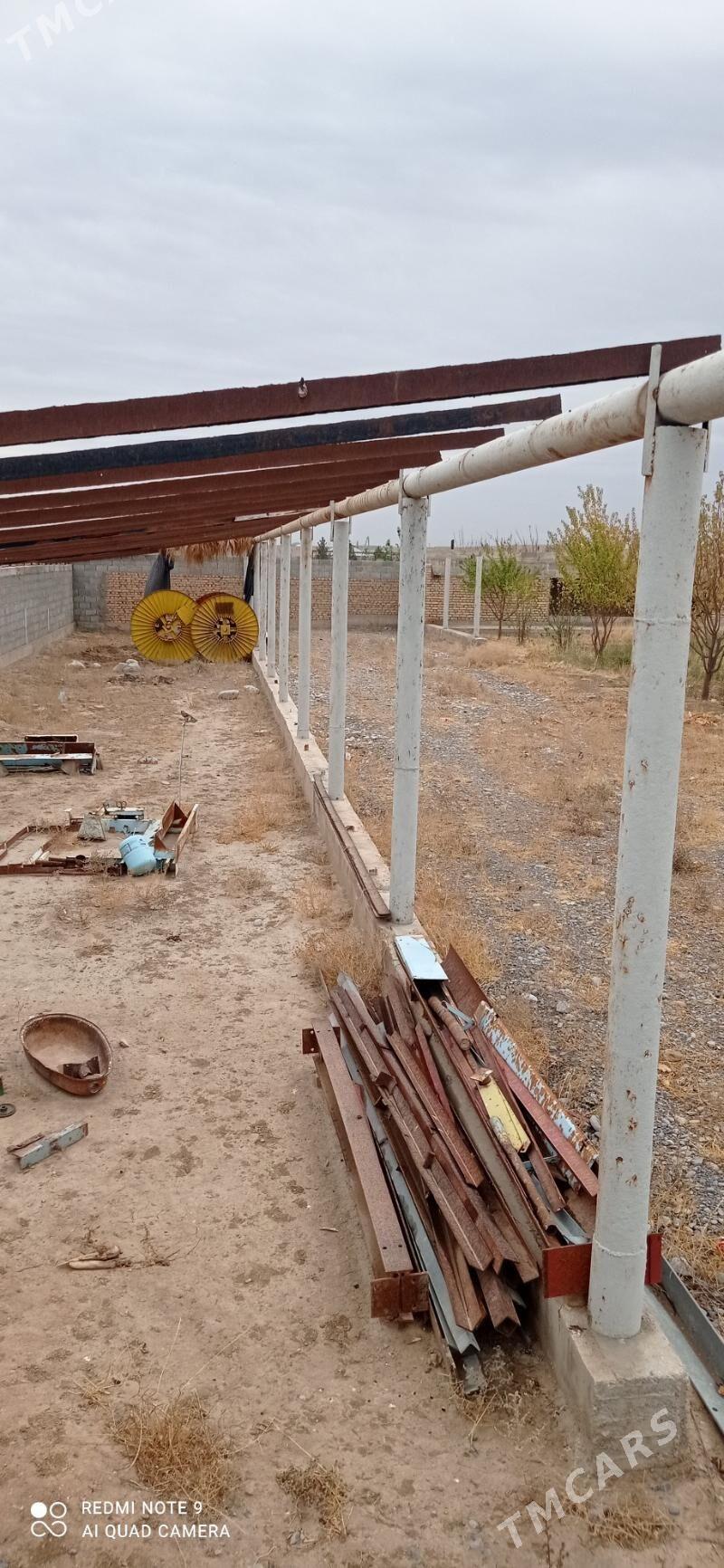 Turba pacak - Kaka - img 3