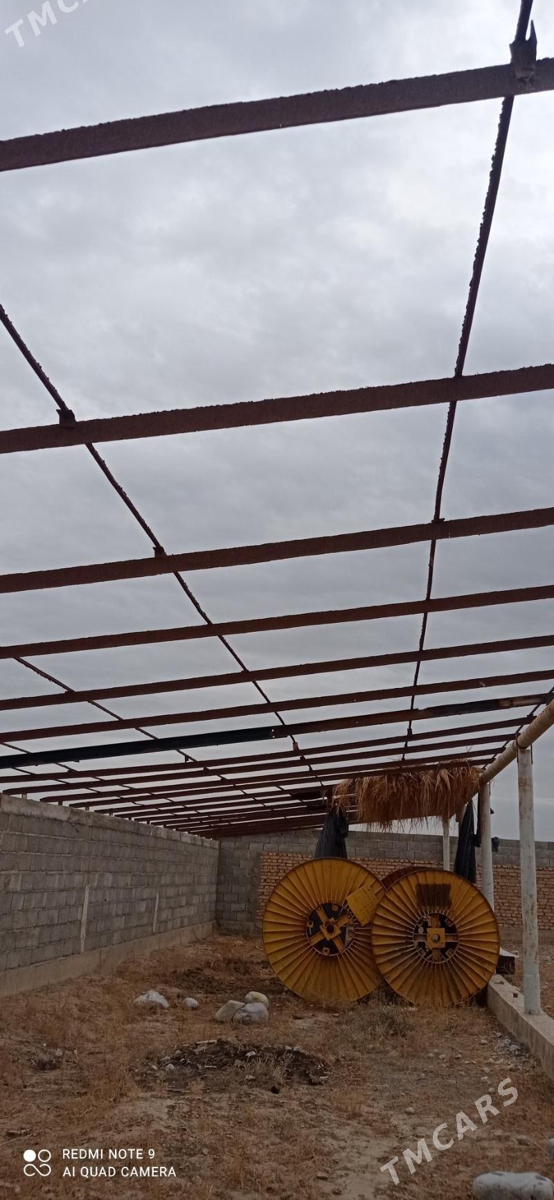 Turba pacak - Kaka - img 2