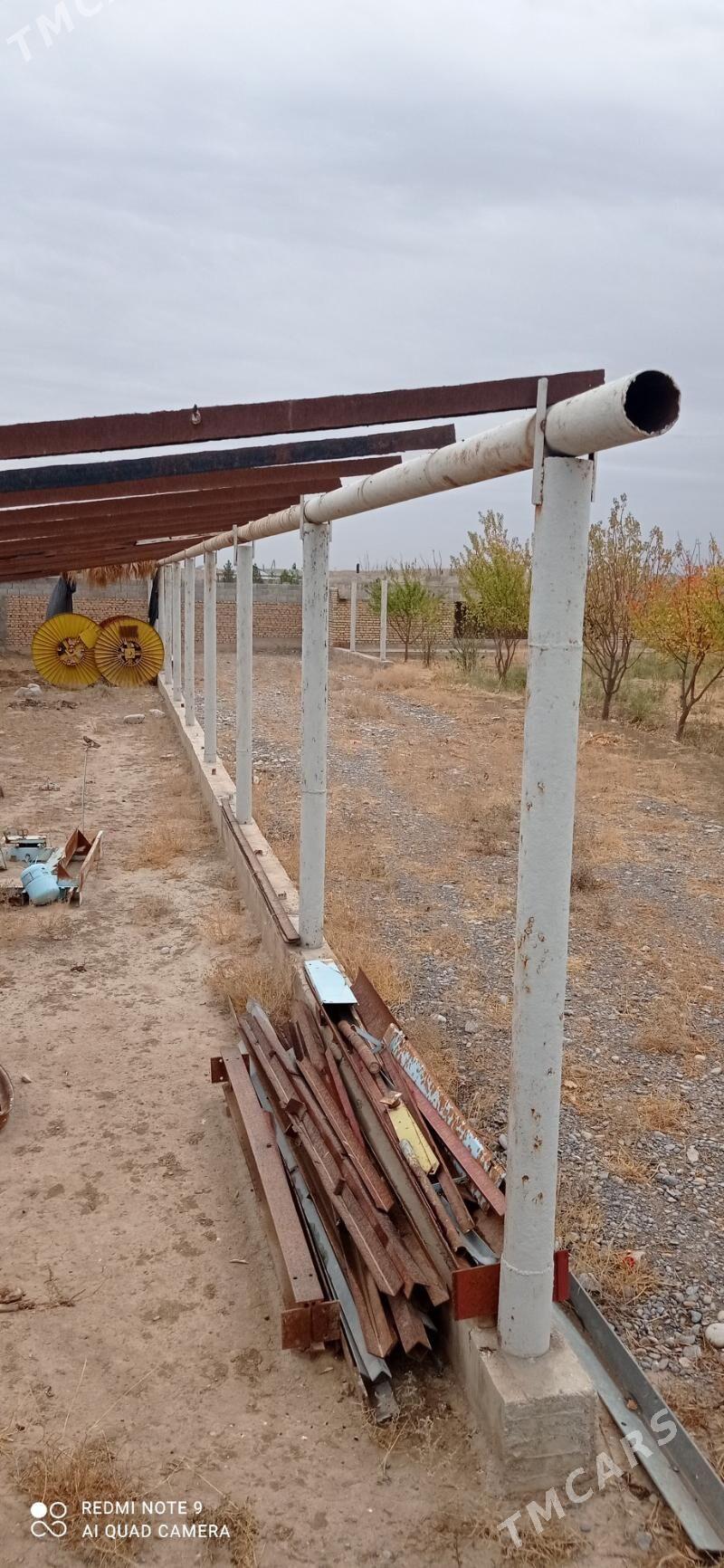 Turba pacak - Kaka - img 1