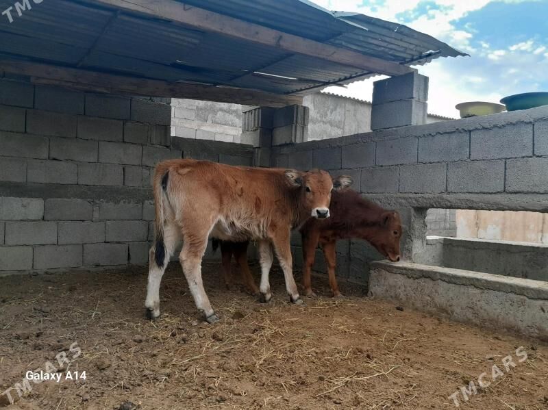 şwes tüwe - Ашхабад - img 1