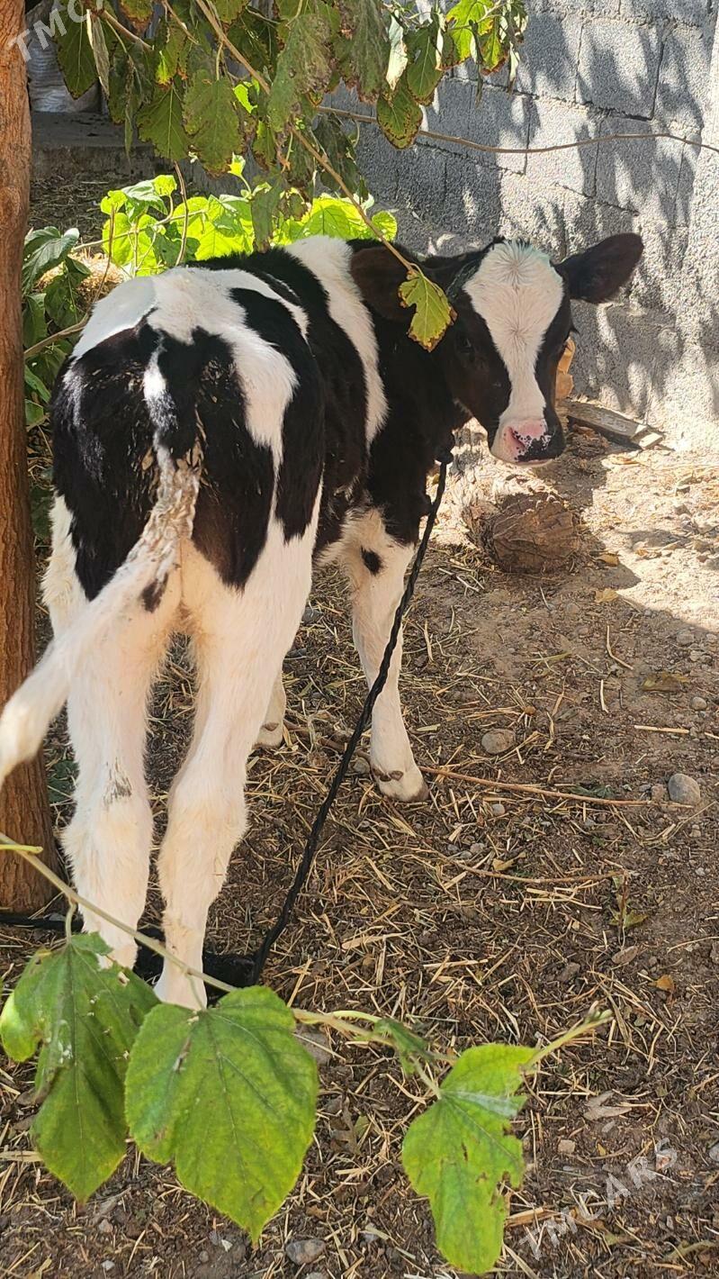 okuz - Aşgabat - img 1