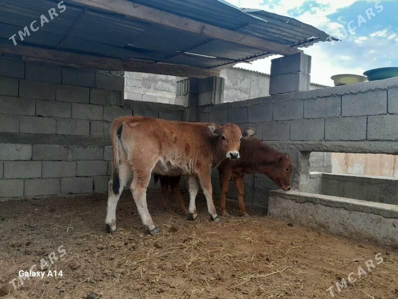 şwes tüwe - Ашхабад - img 2