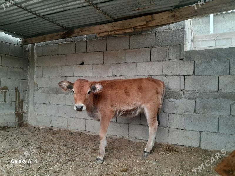 şwes tüwe - Ашхабад - img 3