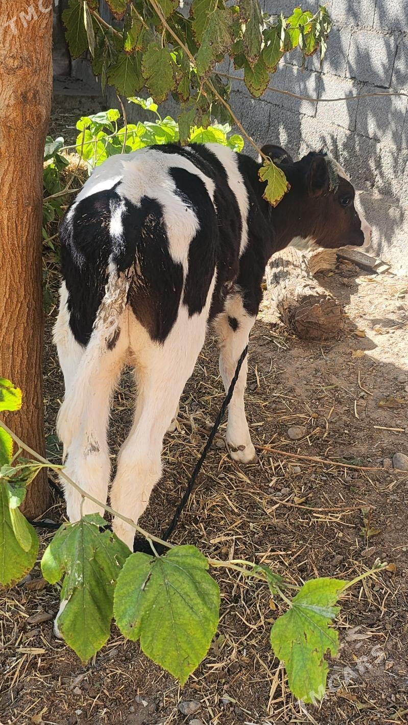 okuz - Aşgabat - img 2