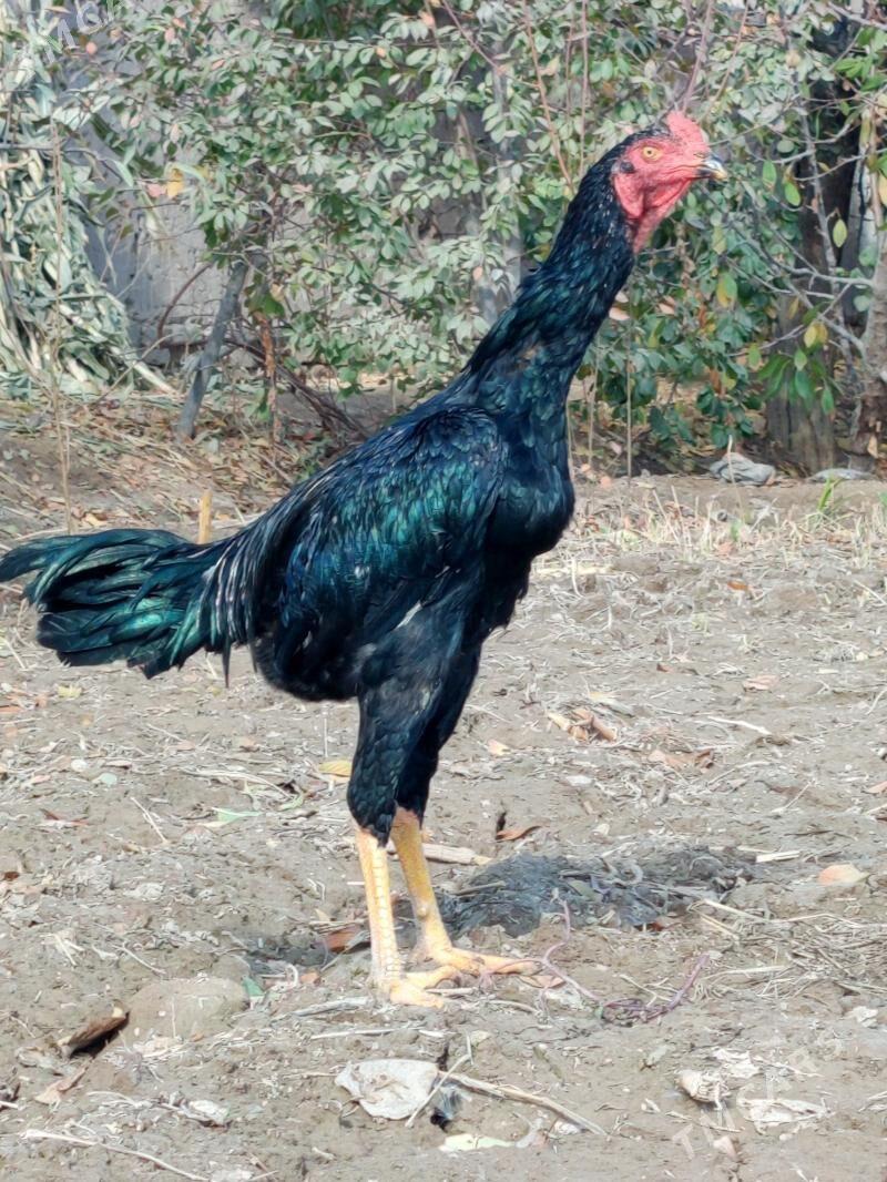 Paroda horaz - Şabat etr. - img 1