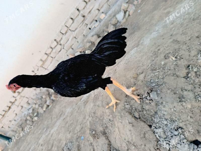 Paroda horaz - Şabat etr. - img 2