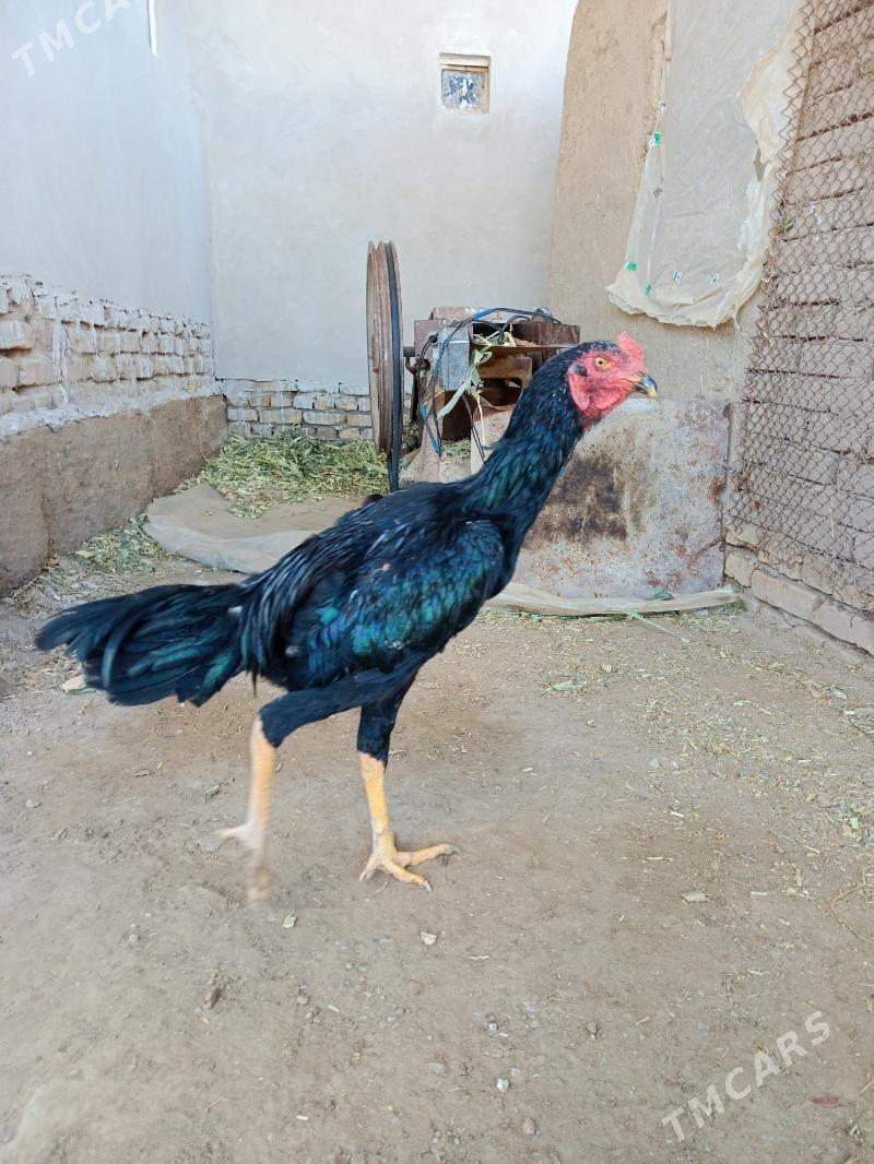 Paroda horaz - Şabat etr. - img 5