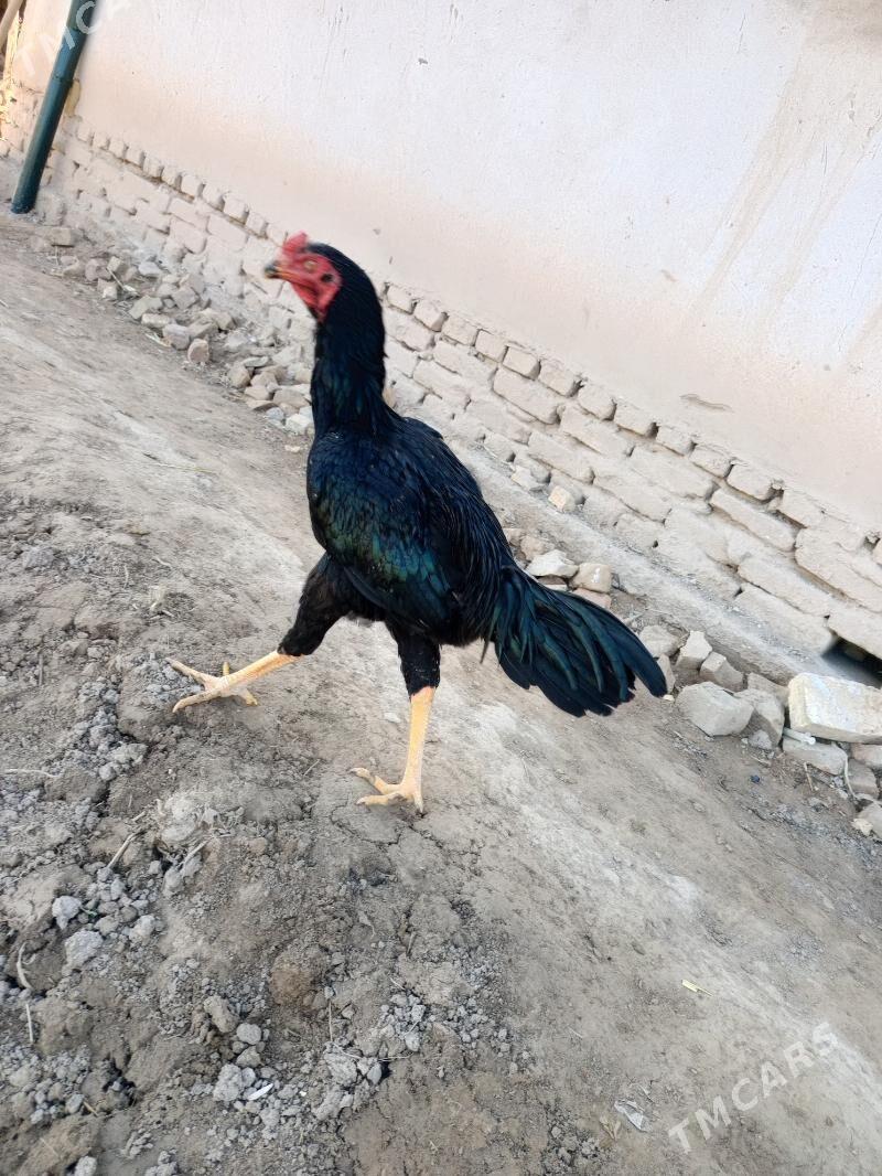 Paroda horaz - Şabat etr. - img 3