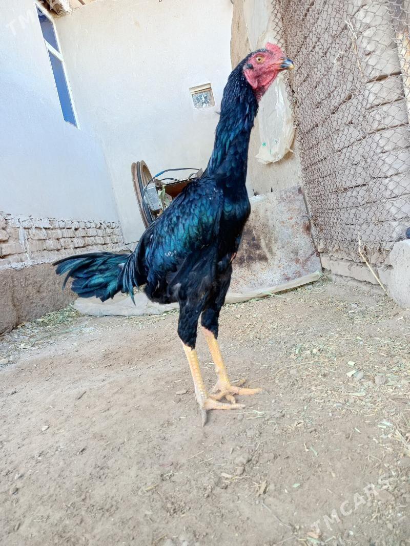 Paroda horaz - Şabat etr. - img 4