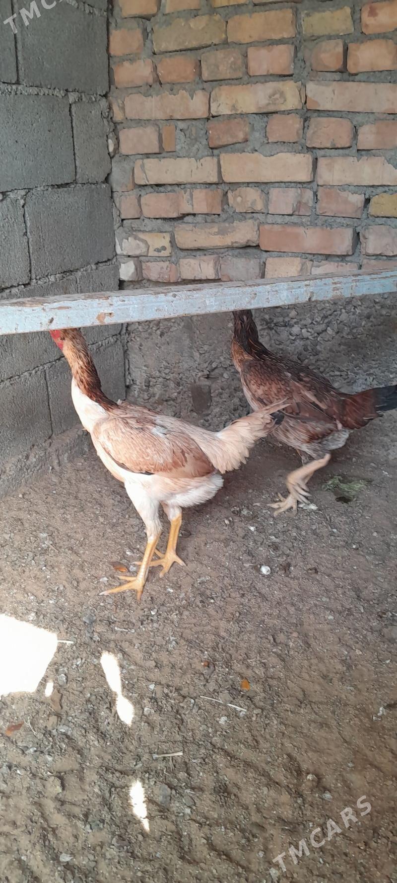 Taşkent mäki - Hitrowka - img 4