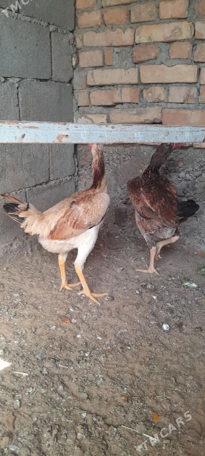 Taşkent mäki - Hitrowka - img 2