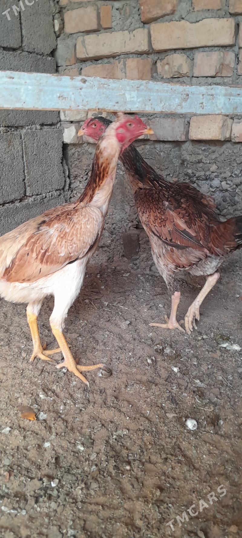 Taşkent mäki - Hitrowka - img 3