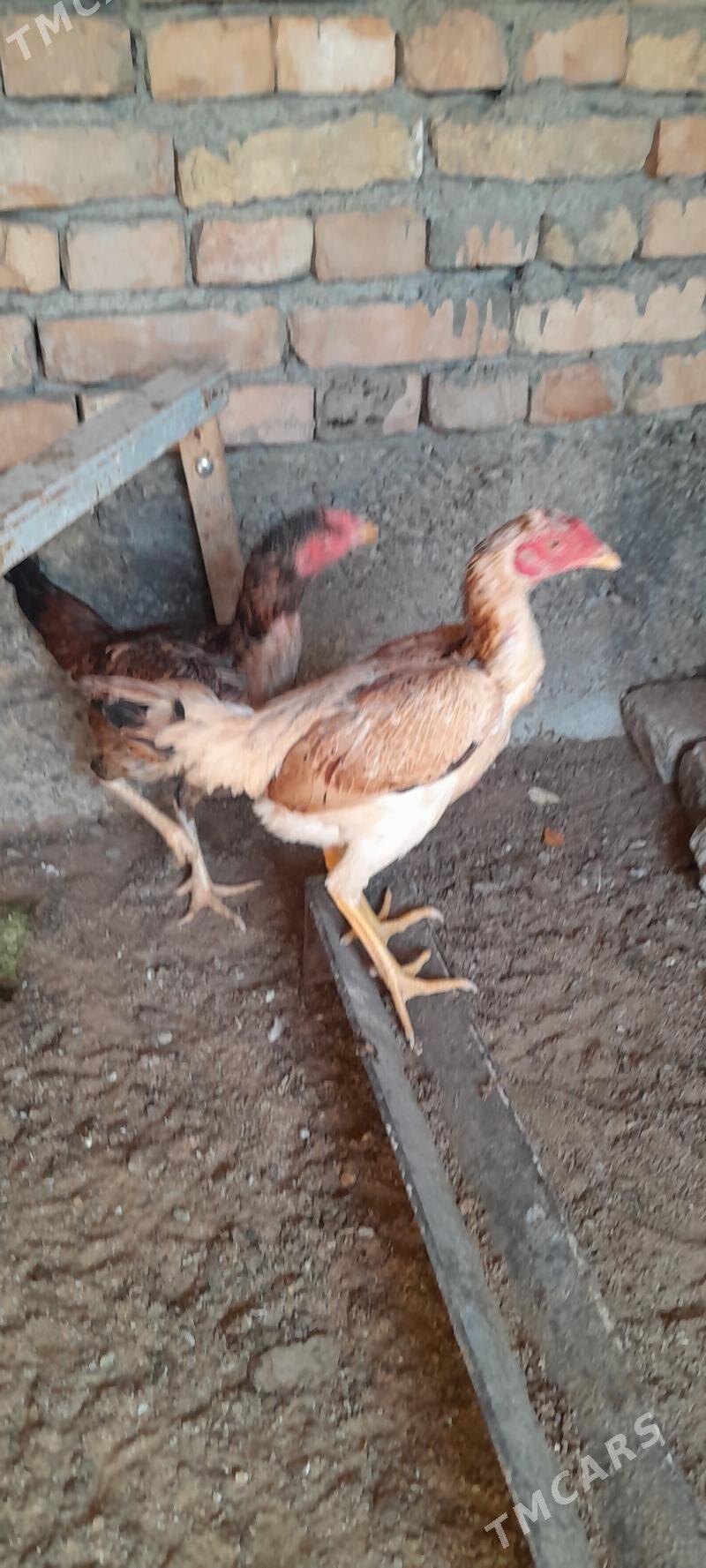 Taşkent mäki - Hitrowka - img 1