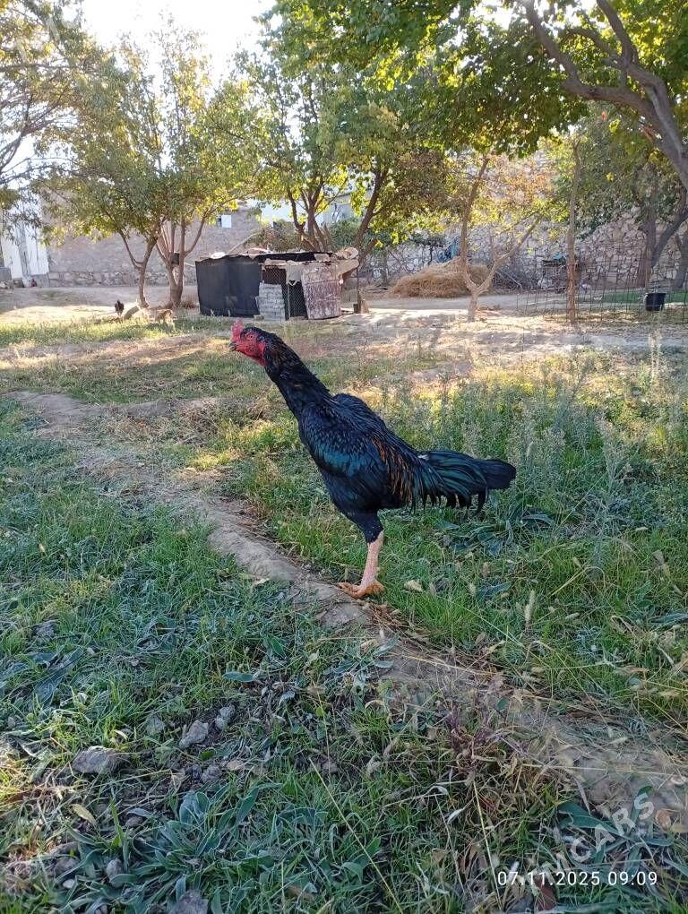 Jon ozbek - Достлук - img 2