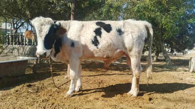 okuz - Бахарден - img 4