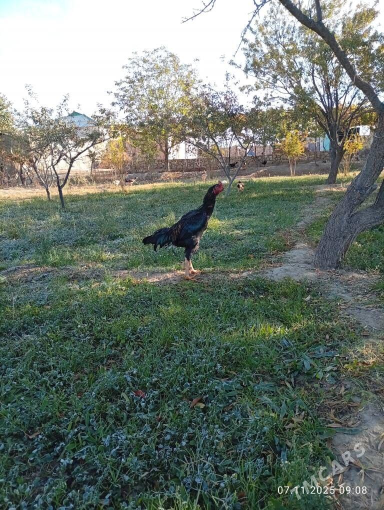 Jon ozbek - Достлук - img 3