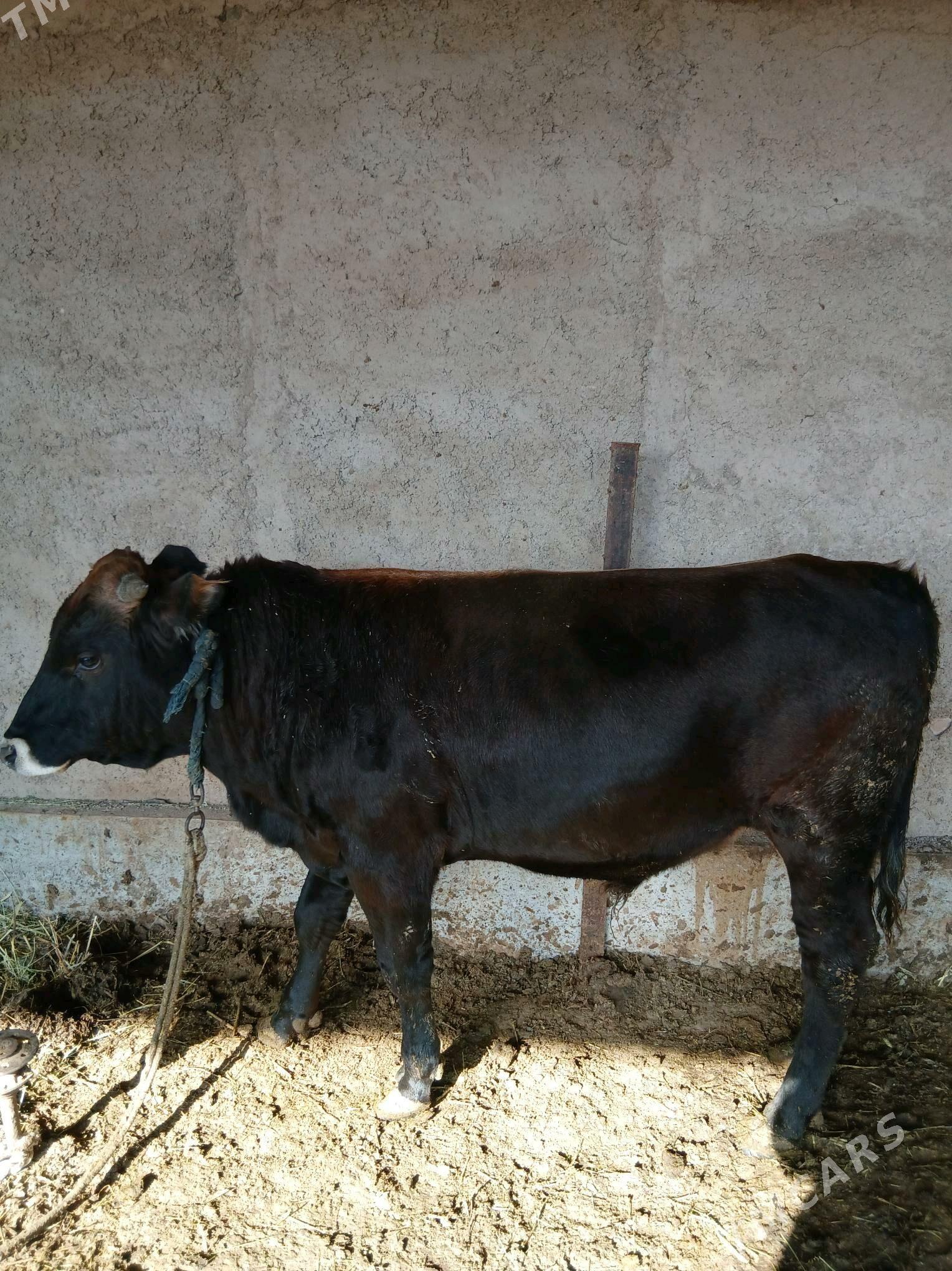 Öküzler - Теджен - img 1