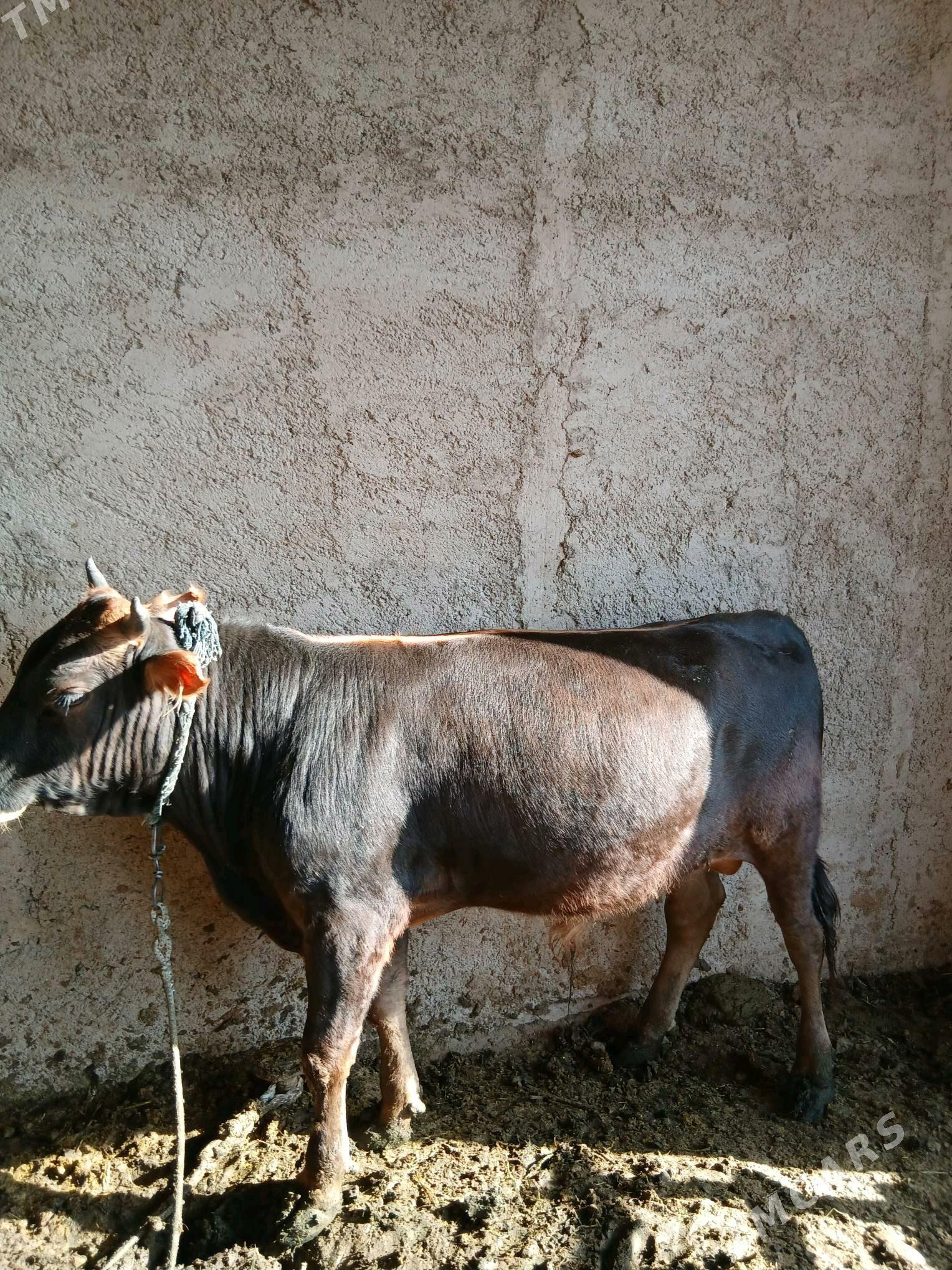 Öküzler - Теджен - img 2