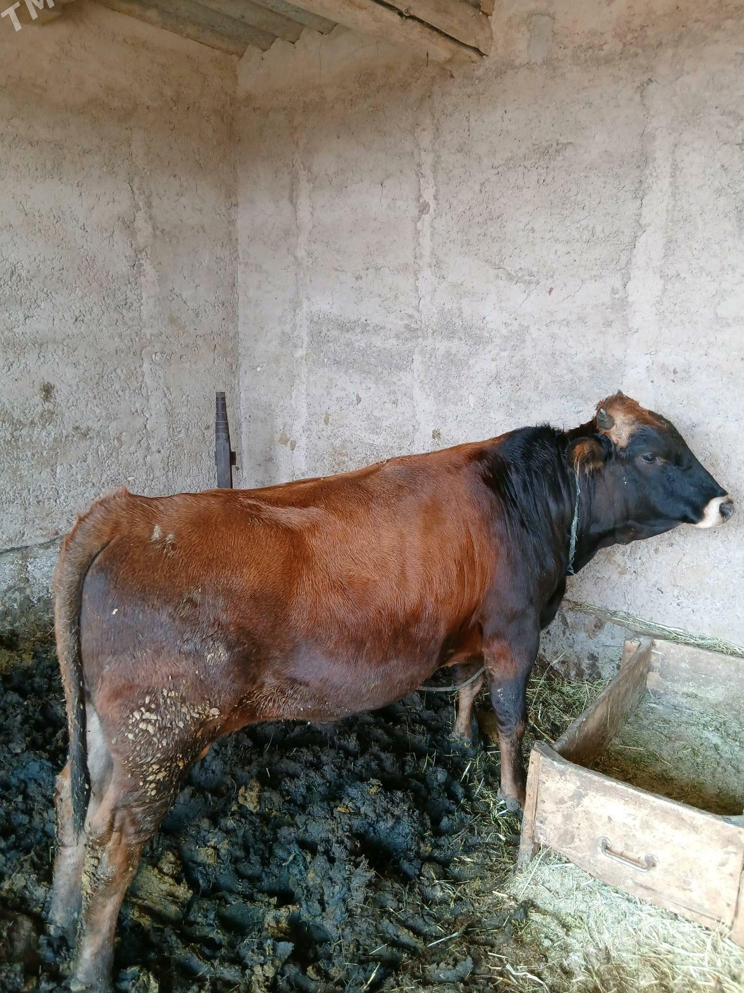 Öküzler - Теджен - img 4