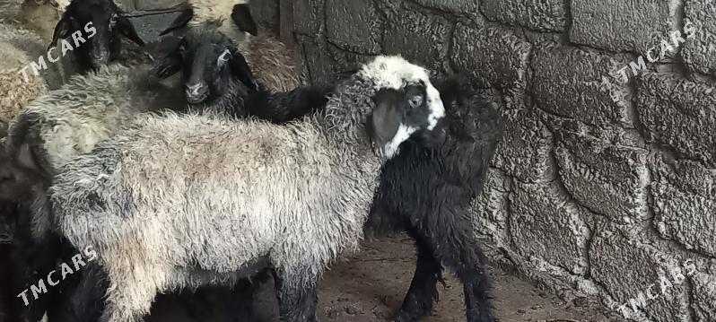 Satlyk  Tokly - Хитровка - img 3