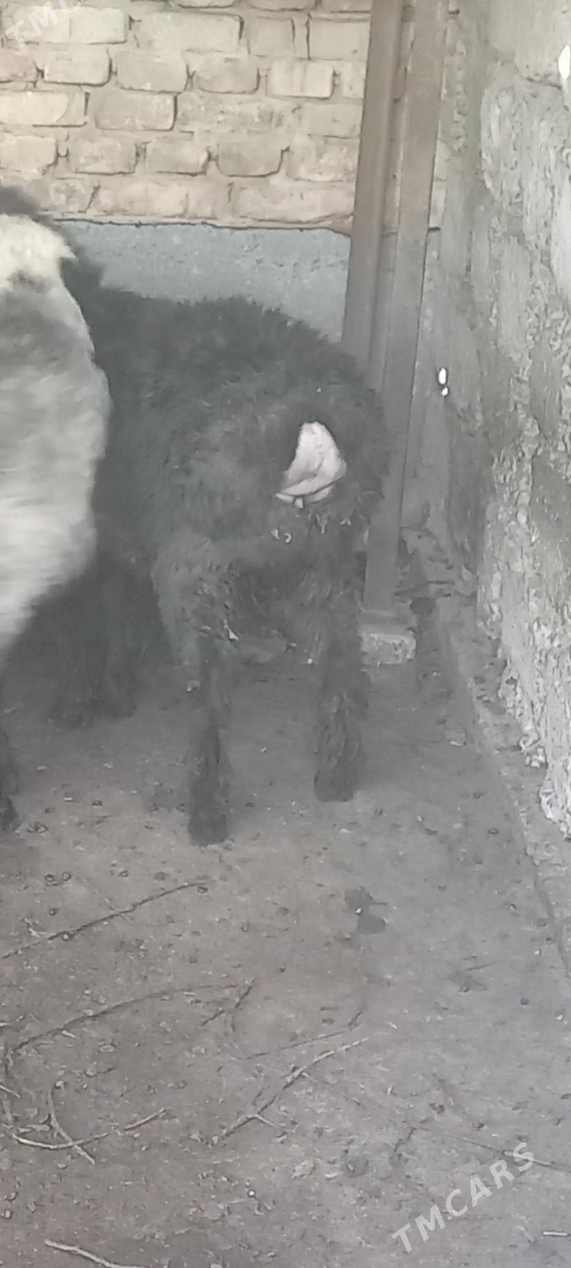 Satlyk Tokly - Хитровка - img 1