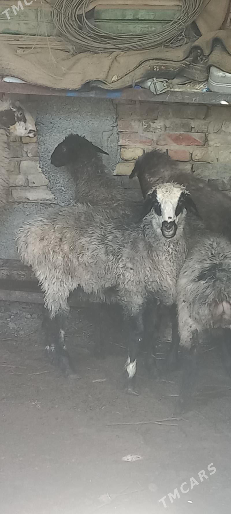 Satlyk  Tokly - Хитровка - img 2