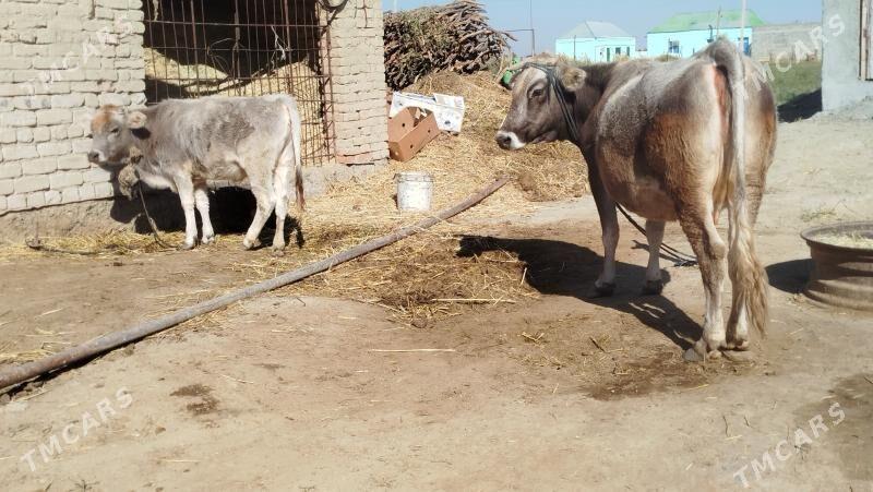 GOLELİ SYGYR - Бахарден - img 3