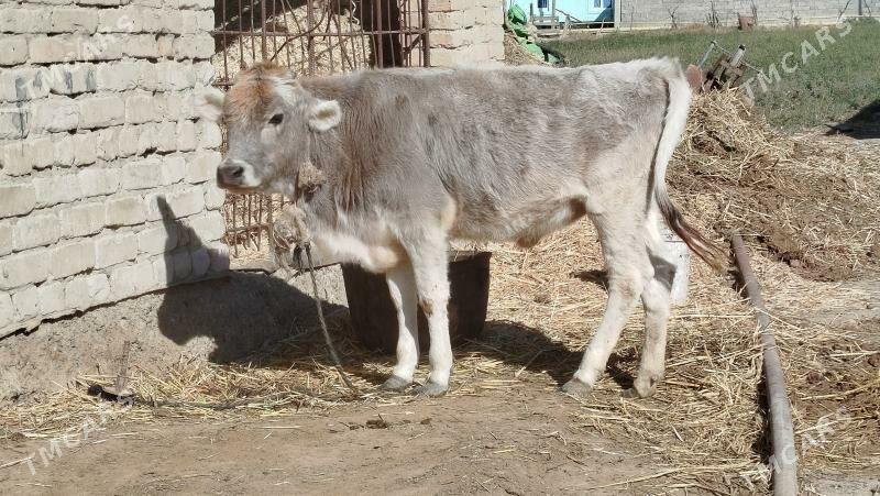 GOLELİ SYGYR - Бахарден - img 7