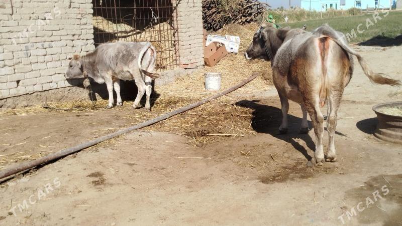 GOLELİ SYGYR - Бахарден - img 6