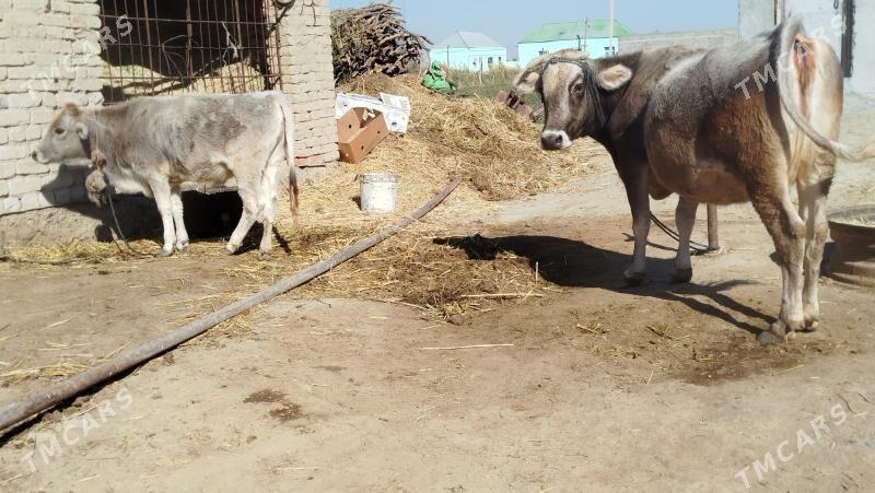 GOLELİ SYGYR - Бахарден - img 1