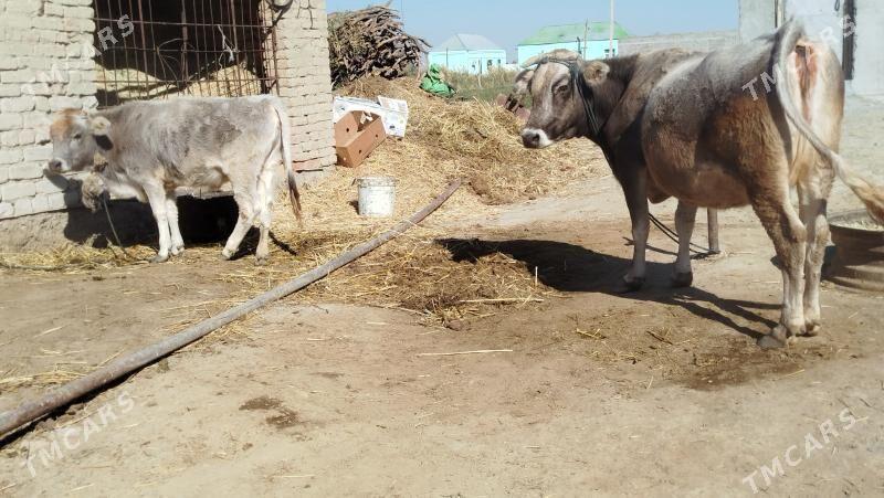 GOLELİ SYGYR - Бахарден - img 2